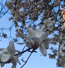 白玉兰花