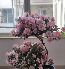 杜鹃花