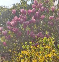 红玉兰花
