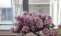 杜鹃花