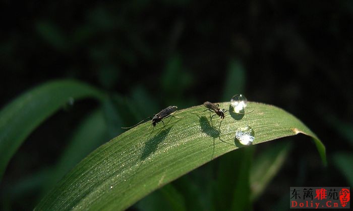 晨光下的虫虫 (1).jpg