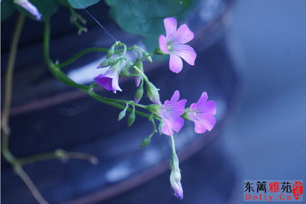 微信图片_20200516170749.png