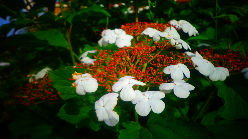 DSC08594.JPG
