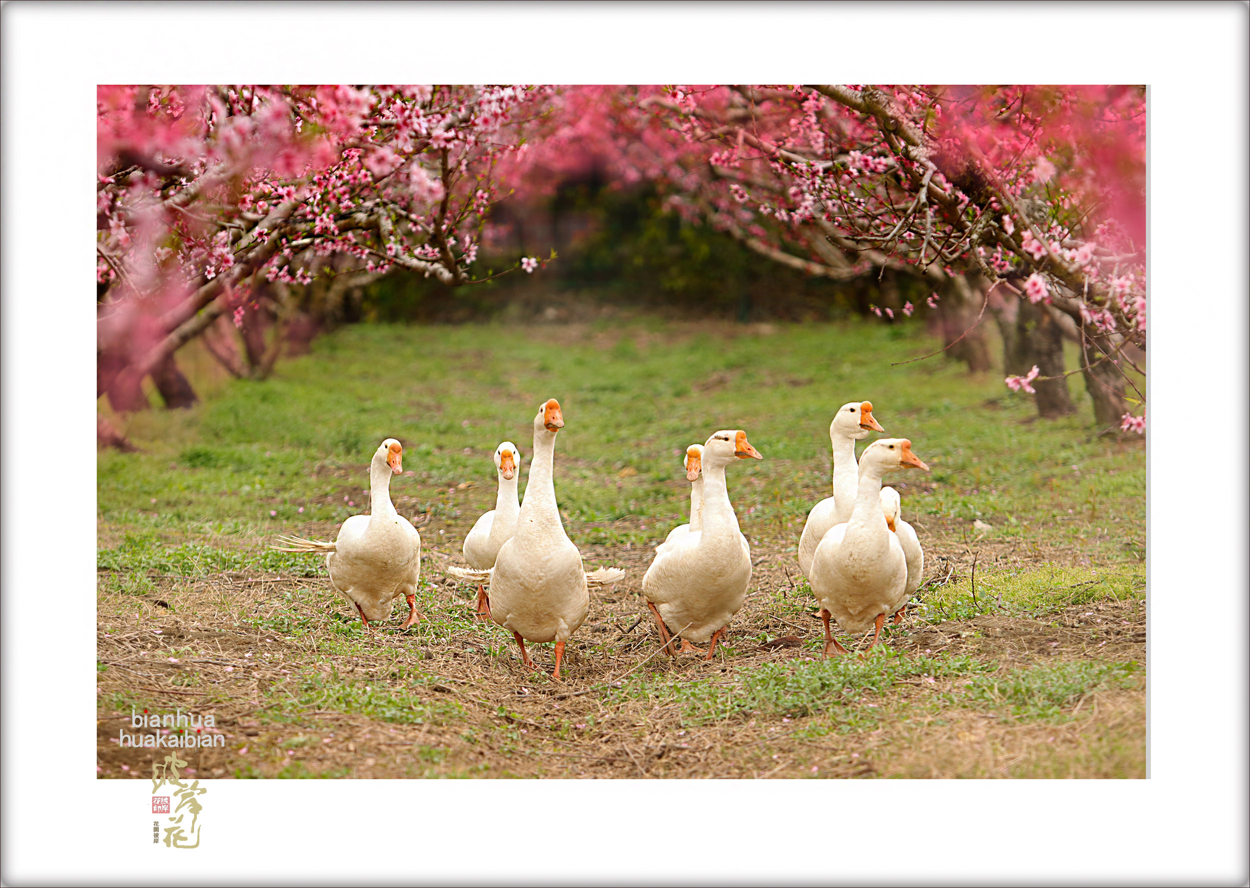 桃花源里的鹅们.jpg