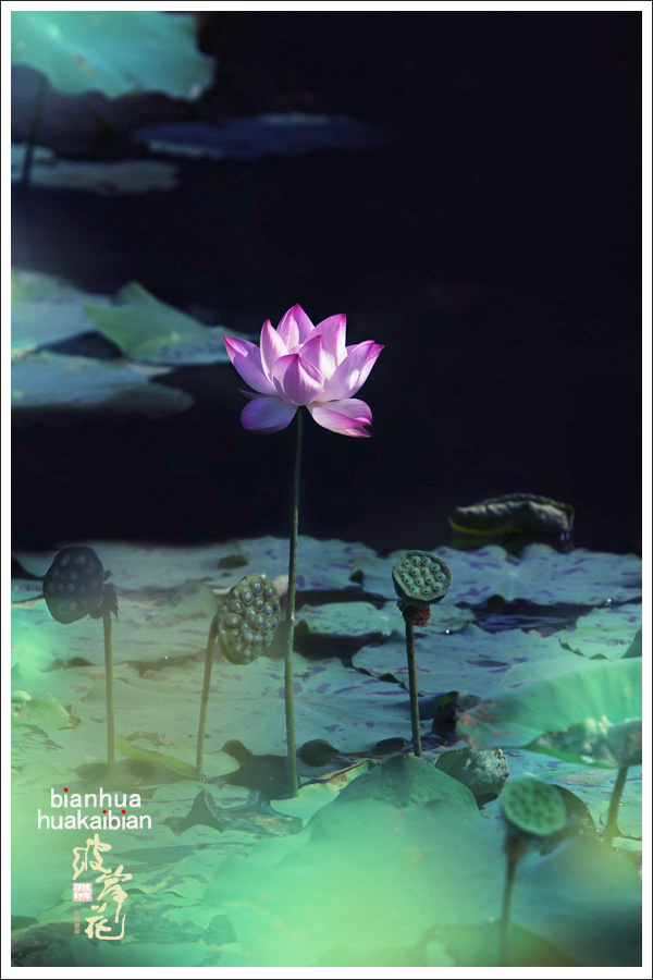 依恋002.jpg