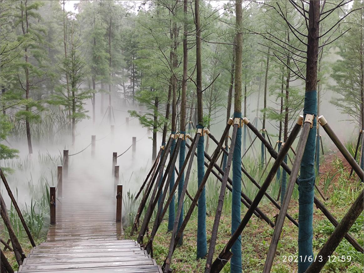 热带雨林.JPG