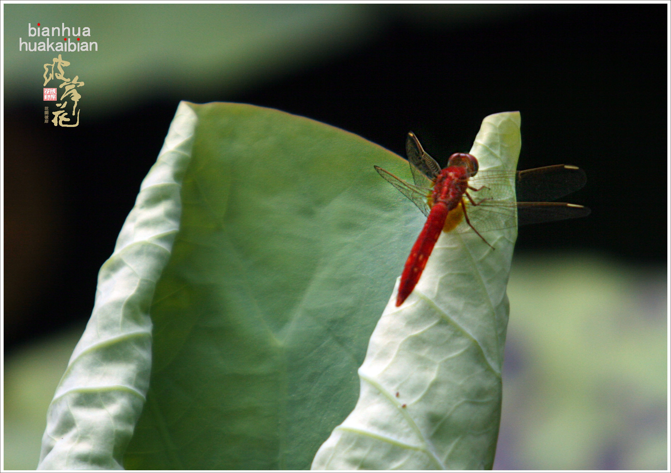 红蜻蜓001.jpg