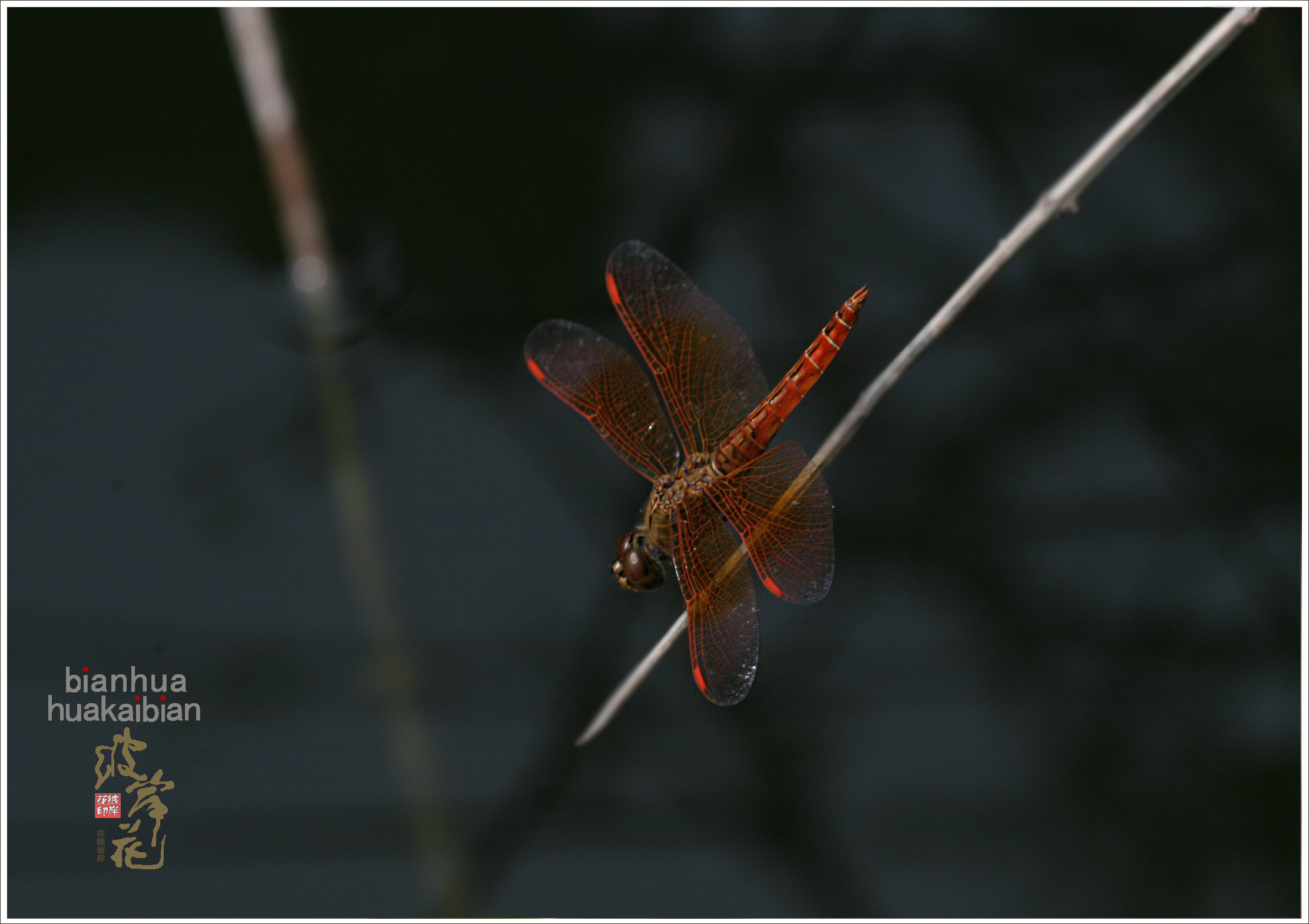 红蜻蜓005.jpg