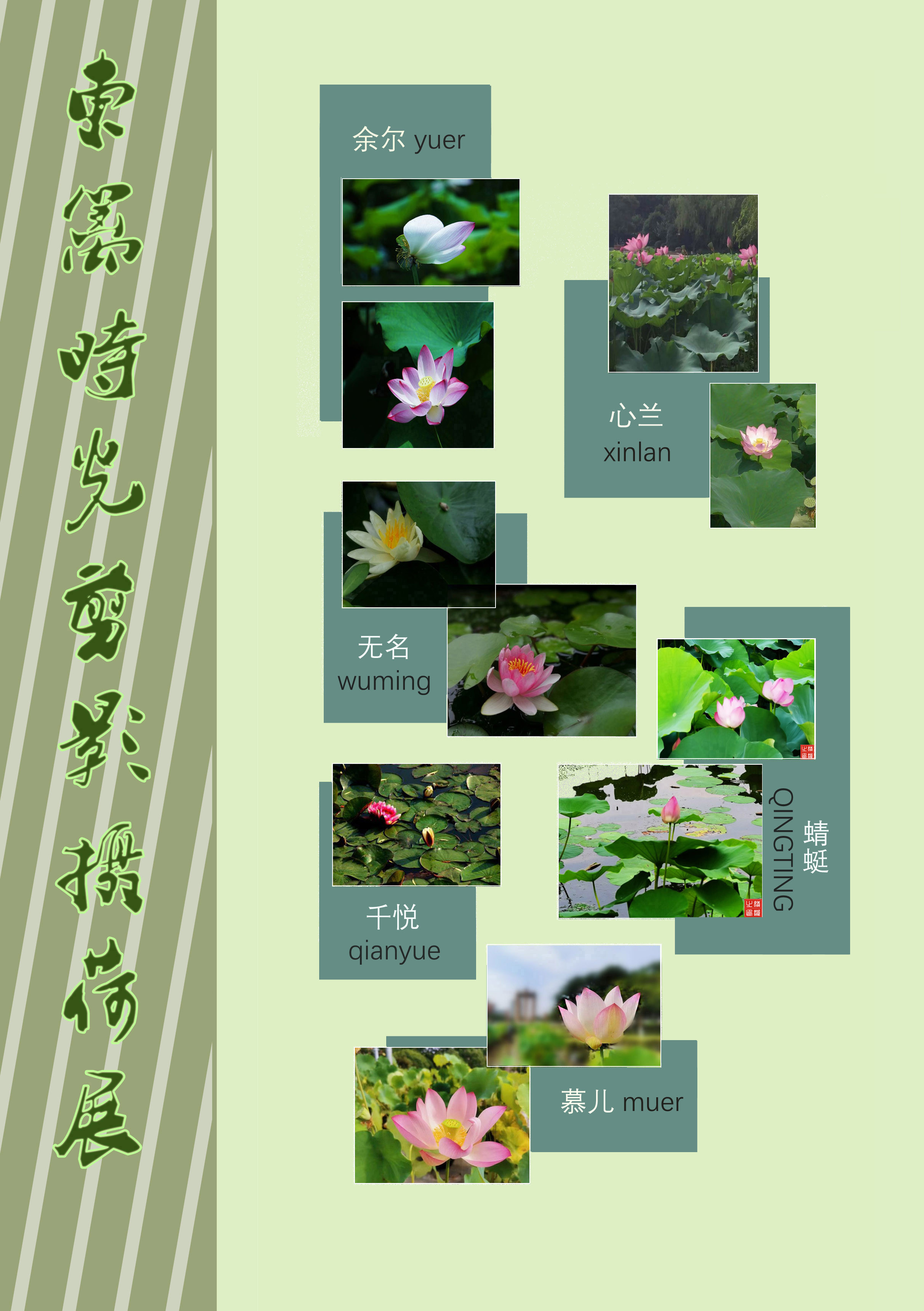东篱荷花展1.jpg