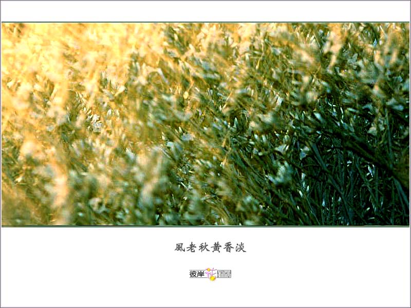 想象是一种美3.jpg