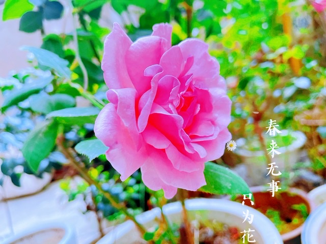 DDF49887-E99F-412B-AE32-2C7ABE41E22C.jpeg