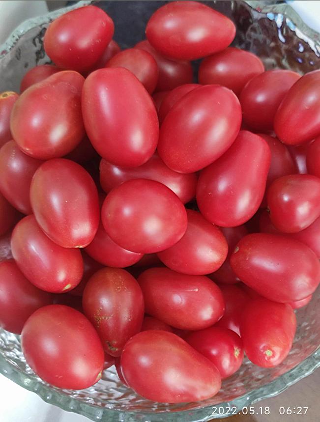 小红番茄20220518-1.JPG