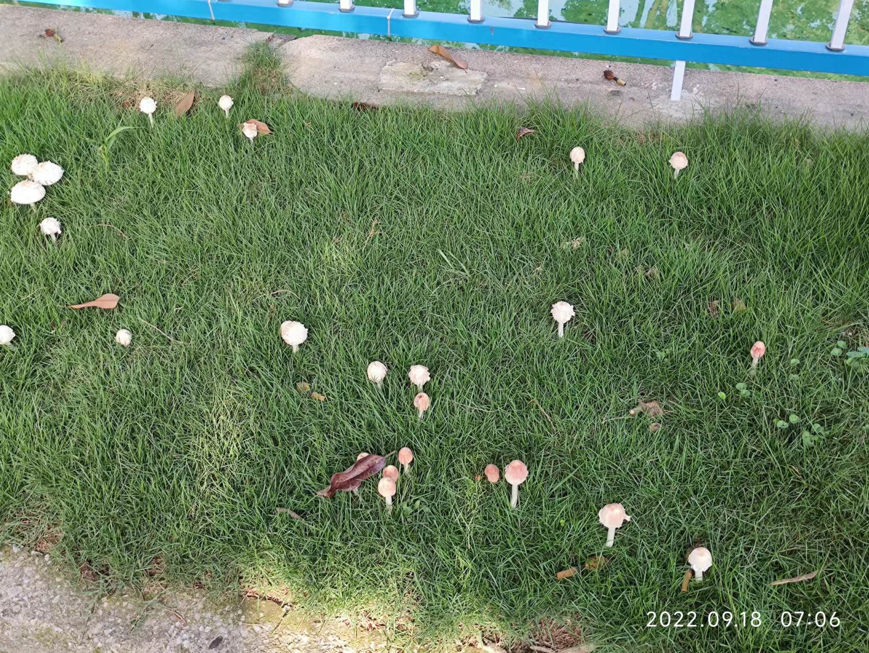 野蘑菇20220918192444.jpg