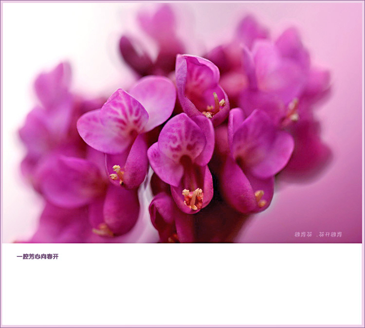 紫荆.jpg