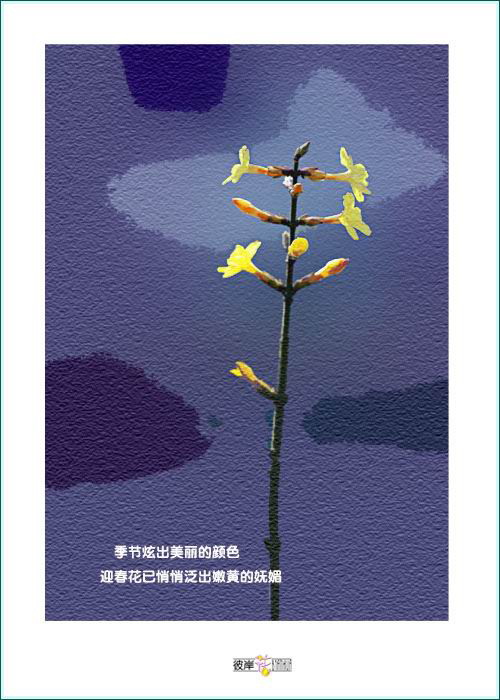 迎春花1.JPG