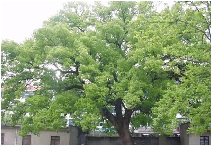 宋庆龄故居的樟树.jpg