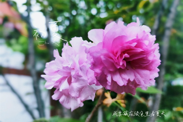 IMG_0413.jpeg