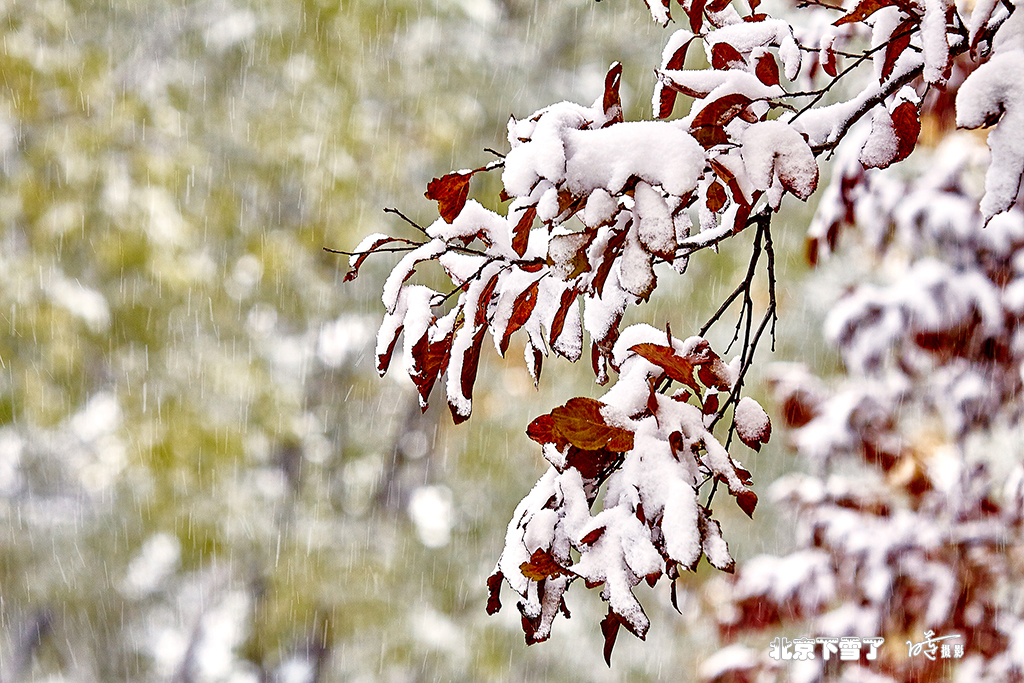北京下雪了 34.jpg